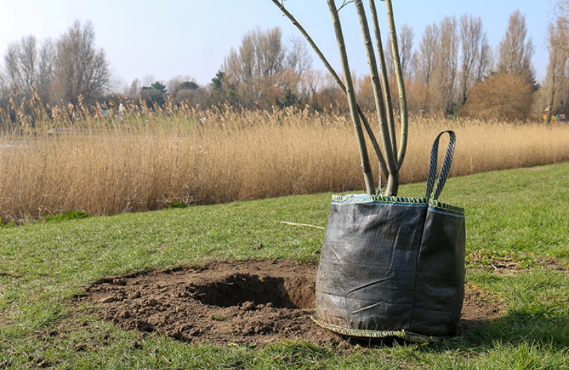 tree planting 