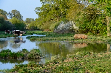 Knepp Estate 