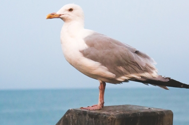 Seagull